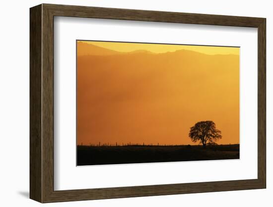 Walnut Creek, Mount Diablo State Park, Lone Oak Tree at Sunset, California, USA-Inger Hogstrom-Framed Photographic Print