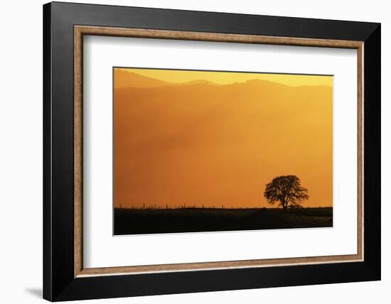 Walnut Creek, Mount Diablo State Park, Lone Oak Tree at Sunset, California, USA-Inger Hogstrom-Framed Photographic Print