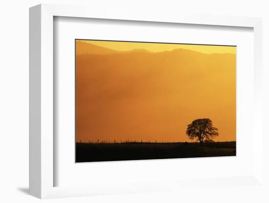 Walnut Creek, Mount Diablo State Park, Lone Oak Tree at Sunset, California, USA-Inger Hogstrom-Framed Photographic Print