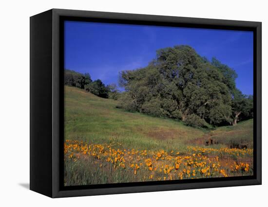 Walnut Creek, Mt. Diablo State Park, California-Inger Hogstrom-Framed Premier Image Canvas