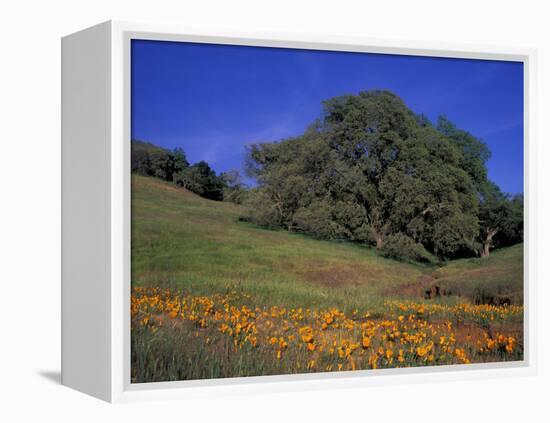 Walnut Creek, Mt. Diablo State Park, California-Inger Hogstrom-Framed Premier Image Canvas