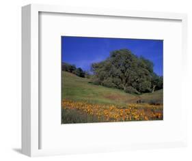 Walnut Creek, Mt. Diablo State Park, California-Inger Hogstrom-Framed Photographic Print
