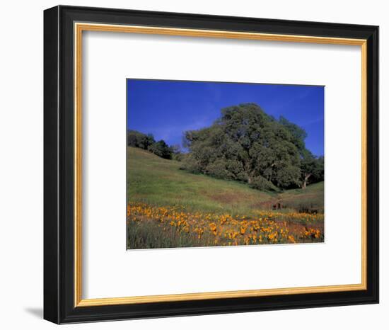 Walnut Creek, Mt. Diablo State Park, California-Inger Hogstrom-Framed Photographic Print