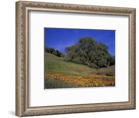 Walnut Creek, Mt. Diablo State Park, California-Inger Hogstrom-Framed Photographic Print