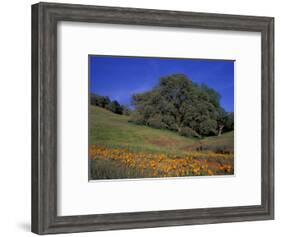 Walnut Creek, Mt. Diablo State Park, California-Inger Hogstrom-Framed Photographic Print