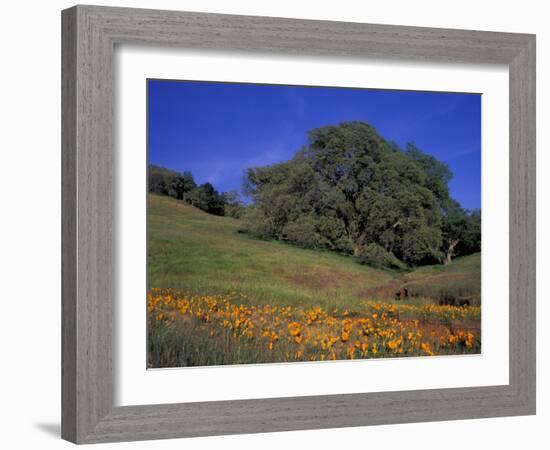 Walnut Creek, Mt. Diablo State Park, California-Inger Hogstrom-Framed Photographic Print