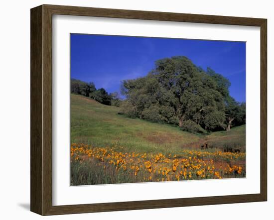 Walnut Creek, Mt. Diablo State Park, California-Inger Hogstrom-Framed Photographic Print