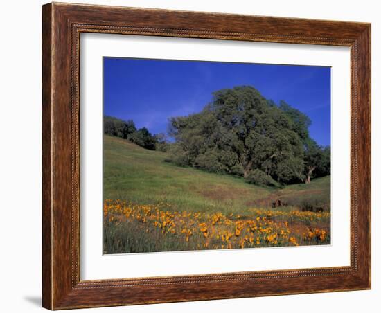 Walnut Creek, Mt. Diablo State Park, California-Inger Hogstrom-Framed Photographic Print