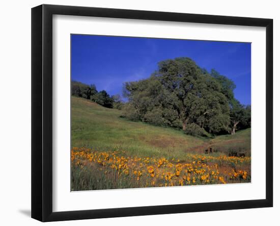 Walnut Creek, Mt. Diablo State Park, California-Inger Hogstrom-Framed Photographic Print