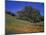 Walnut Creek, Mt. Diablo State Park, California-Inger Hogstrom-Mounted Photographic Print