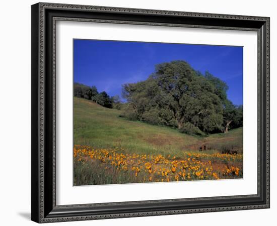 Walnut Creek, Mt. Diablo State Park, California-Inger Hogstrom-Framed Photographic Print