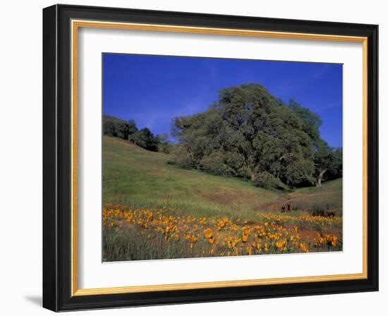 Walnut Creek, Mt. Diablo State Park, California-Inger Hogstrom-Framed Photographic Print