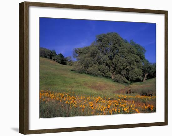 Walnut Creek, Mt. Diablo State Park, California-Inger Hogstrom-Framed Photographic Print