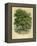 Walnut Tree-null-Framed Premier Image Canvas