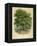 Walnut Tree-null-Framed Premier Image Canvas