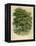 Walnut Tree-null-Framed Premier Image Canvas