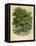 Walnut Tree-null-Framed Premier Image Canvas