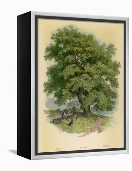 Walnut Tree-null-Framed Premier Image Canvas