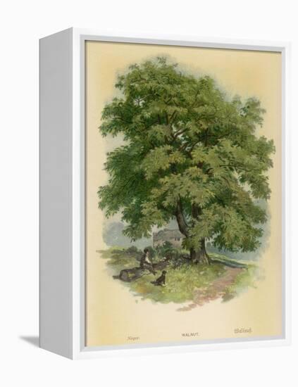 Walnut Tree-null-Framed Premier Image Canvas