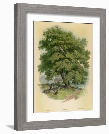 Walnut Tree-null-Framed Photographic Print