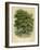 Walnut Tree-null-Framed Photographic Print