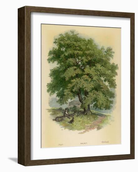 Walnut Tree-null-Framed Photographic Print