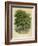 Walnut Tree-null-Framed Photographic Print