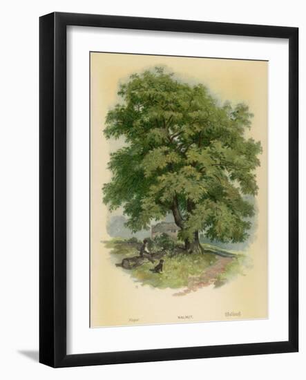 Walnut Tree-null-Framed Photographic Print