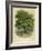 Walnut Tree-null-Framed Photographic Print