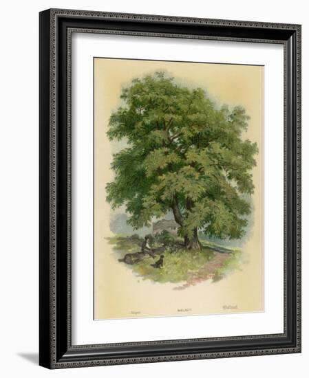 Walnut Tree-null-Framed Photographic Print