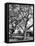 Walnut Trees-null-Framed Premier Image Canvas