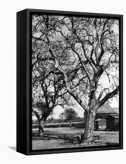 Walnut Trees-null-Framed Premier Image Canvas