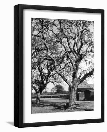 Walnut Trees-null-Framed Photographic Print