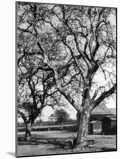 Walnut Trees-null-Mounted Photographic Print
