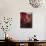 Walnut Veneer Wood Table in Pope Benedict XIV's Salon, Tozzoni Mansion, Italy-null-Mounted Giclee Print displayed on a wall