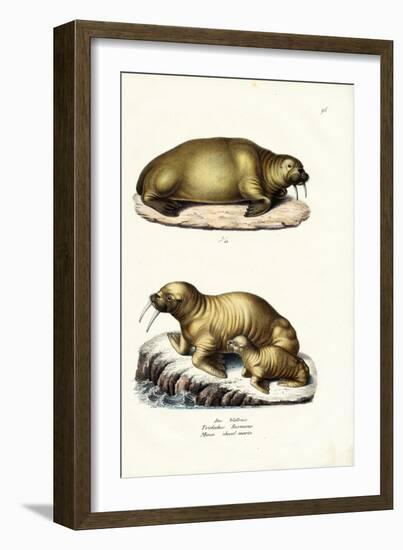 Walrus, 1824-Karl Joseph Brodtmann-Framed Giclee Print
