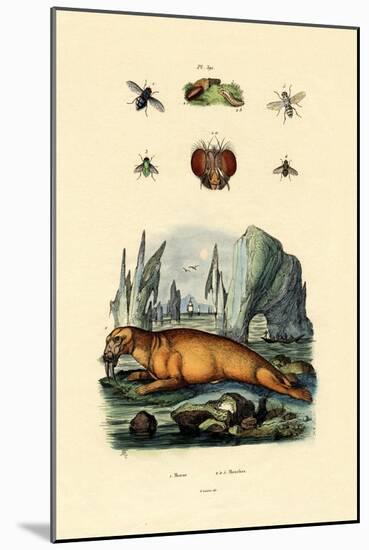 Walrus, 1833-39-null-Mounted Giclee Print