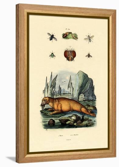 Walrus, 1833-39-null-Framed Premier Image Canvas