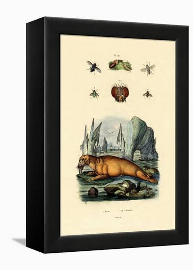 Walrus, 1833-39-null-Framed Premier Image Canvas