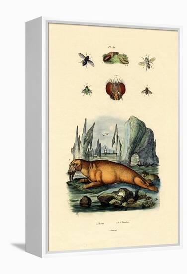 Walrus, 1833-39-null-Framed Premier Image Canvas