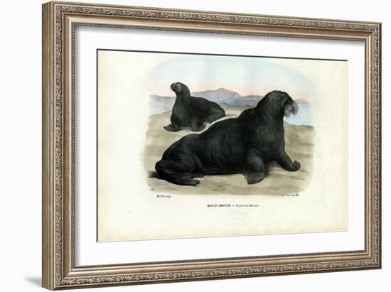 Walrus, 1863-79-Raimundo Petraroja-Framed Giclee Print