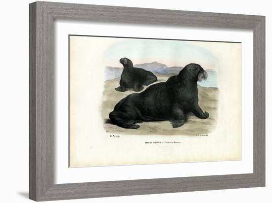 Walrus, 1863-79-Raimundo Petraroja-Framed Giclee Print