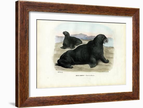 Walrus, 1863-79-Raimundo Petraroja-Framed Giclee Print