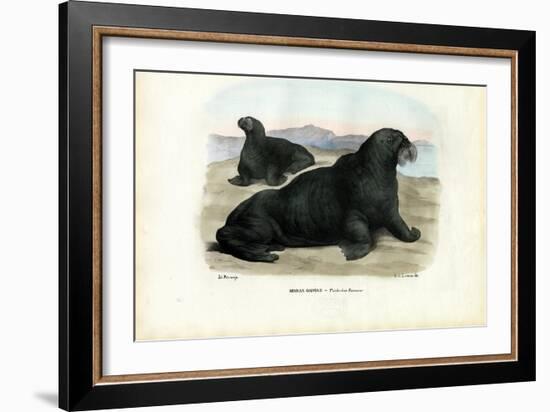 Walrus, 1863-79-Raimundo Petraroja-Framed Giclee Print