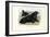 Walrus, 1863-79-Raimundo Petraroja-Framed Giclee Print