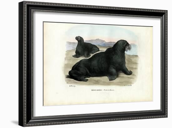 Walrus, 1863-79-Raimundo Petraroja-Framed Giclee Print