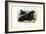 Walrus, 1863-79-Raimundo Petraroja-Framed Giclee Print