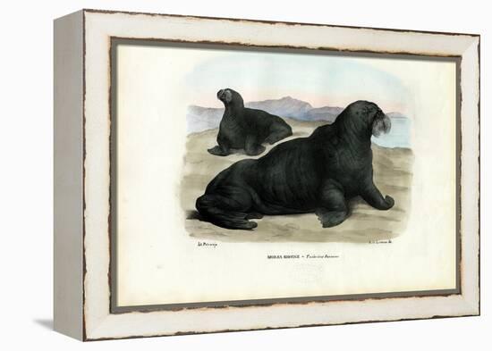 Walrus, 1863-79-Raimundo Petraroja-Framed Premier Image Canvas