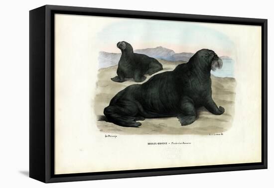 Walrus, 1863-79-Raimundo Petraroja-Framed Premier Image Canvas