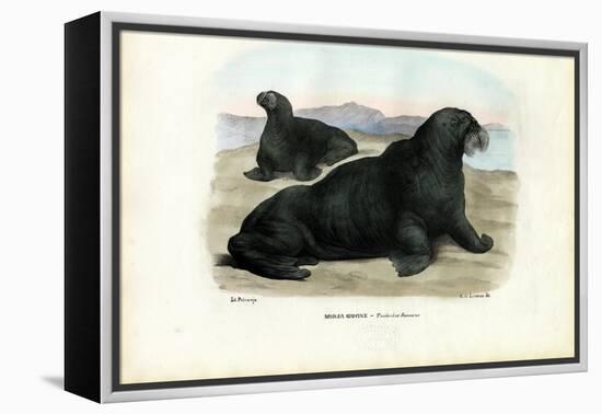 Walrus, 1863-79-Raimundo Petraroja-Framed Premier Image Canvas